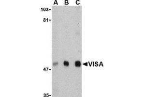 Western blot analysis of VISA in A20 cell lysate with this product at (A) 0. (MAVS antibody  (N-Term))