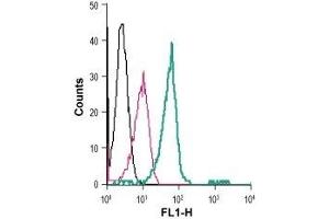 Cell surface detection of LPA receptor 2 in live intact human THP-1 monocytic leukemia cells: (black line) Cells. (EDG4 antibody  (Extracellular, N-Term) (FITC))