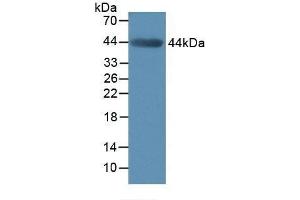 Detection of MMP3 in Mouse Muscle Tissue using Polyclonal Antibody to Matrix Metalloproteinase 3 (MMP3) (MMP3 antibody  (AA 100-477))