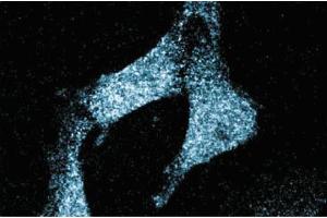 Immunofluorescence staining of human endothelial cells. (SCARB1 antibody  (AA 104-294))