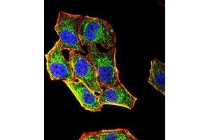 Immunofluorescence analysis of Hela cells using CD85G mouse mAb (green). (LILRA4 antibody  (AA 24-178))