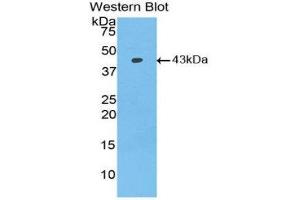 Western Blotting (WB) image for anti-Bone Morphogenetic Protein 2 (BMP2) (AA 283-396) antibody (ABIN1858151) (BMP2 antibody  (AA 283-396))