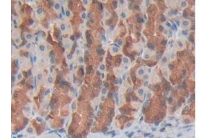 Used in DAB staining on fromalin fixed paraffin- embedded spleen tissue (GDF3 antibody  (AA 253-366))