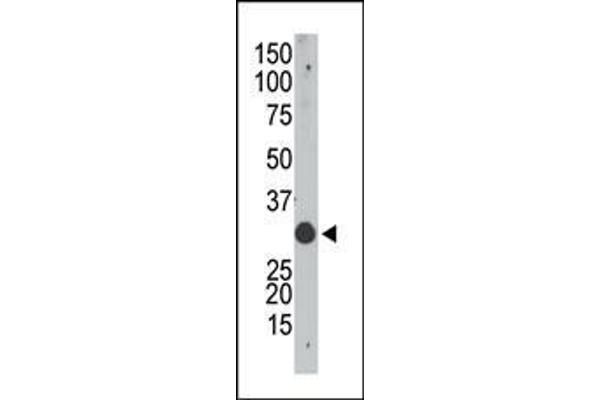 APOBEC1 antibody  (N-Term)