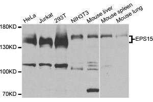Western blot analysis of extracts of various cell lines, using EPS15 antibody.