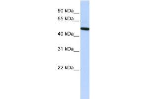 WB Suggested Anti-VTN Antibody Titration: 0.