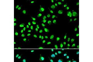 Immunofluorescence analysis of A549 cells using GTF2F2 Polyclonal Antibody (GTF2F2 antibody)