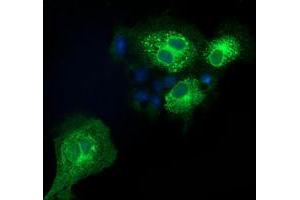 Anti-EFNA2 mouse monoclonal antibody (ABIN2452977) immunofluorescent staining of COS7 cells transiently transfected by pCMV6-ENTRY EFNA2 (RC213728). (Ephrin A2 antibody)