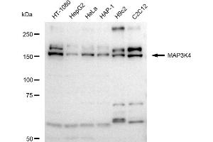 Western blotting analysis using MAP3K4 antibody (ABIN7799471).