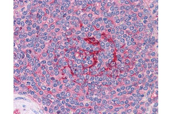 GABPB1 antibody  (AA 198-210)