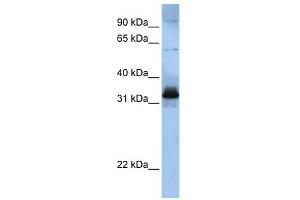 WB Suggested Anti-SFRS2B Antibody Titration:  0. (SFRS2B antibody  (Middle Region))