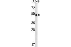 Western blot analysis in A549 cell line lysates (35ug/lane) using NFIC  Antibody . (NFIC antibody  (Middle Region))