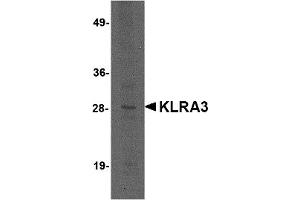 Western Blotting (WB) image for anti-Killer Cell Lectin-Like Receptor, Subfamily A, Member 3 (Klra3) (C-Term) antibody (ABIN1030473) (Klra3 antibody  (C-Term))