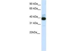 Western Blotting (WB) image for anti-Tetratricopeptide Repeat Domain 19 (TTC19) antibody (ABIN2462033)