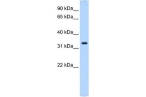 Western Blotting (WB) image for anti-Neutrophil Cytosolic Factor 4, 40kDa (NCF4) antibody (ABIN2462915) (NCF4 antibody)