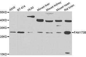 Western blot analysis of extracts of various cell lines, using FAM173B antibody (ABIN4903634) at 1:1000 dilution. (FAM173B antibody)