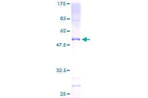 ATP5O Protein (AA 1-213) (GST tag)