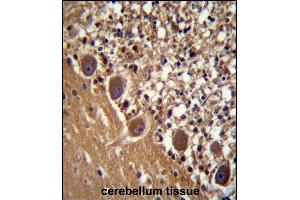 FARSB Antibody (C-term) (ABIN658011 and ABIN2846952) immunohistochemistry analysis in formalin fixed and paraffin embedded human cerebellum tissue followed by peroxidase conjugation of the secondary antibody and DAB staining.