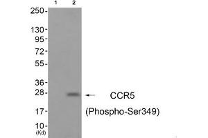 Western blot analysis of extracts from A549 cells (Lane 2), using CCR5 (Phospho-Ser349) Antibody. (CCR5 antibody  (pSer349))