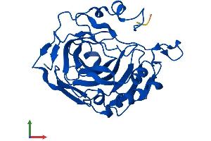 AlphaFold protein structure predicition of Mouse Recombinant Ca13 Protein, UniprotID Q9D6N1