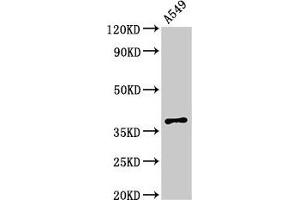Western Blot Positive WB detected in: A549 whole cell lysate All lanes: PAQR5 antibody at 2.