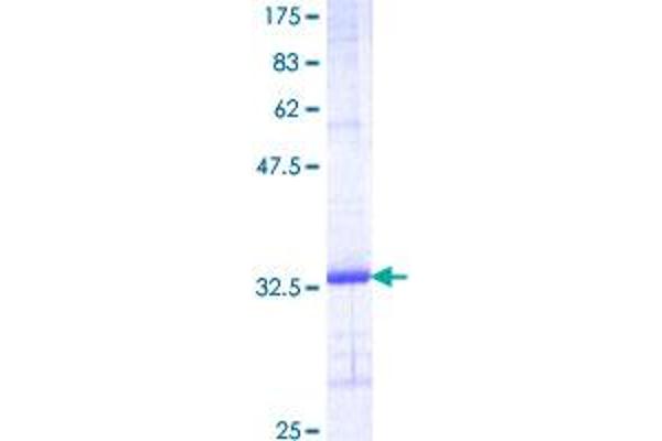 SCGB1A1 Protein (AA 22-91) (GST tag)