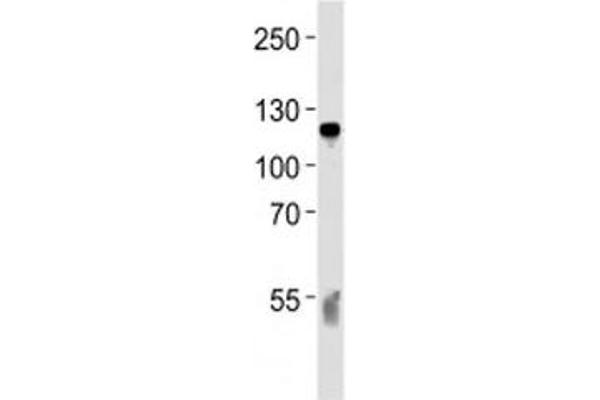 C6 antibody  (AA 30-58)