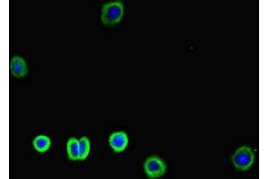 Immunofluorescent analysis of HepG2 cells using ABIN7176672 at dilution of 1:100 and Alexa Fluor 488-congugated AffiniPure Goat Anti-Rabbit IgG(H+L) (SLC3A1 antibody  (AA 58-278))