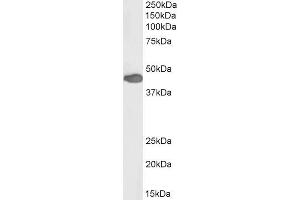 Biotinylated ABIN5539570 (0. (Paired Box 3 antibody  (N-Term) (Biotin))