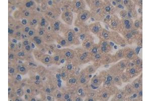 IHC-P analysis of Mouse Liver Tissue, with DAB staining. (Caspase 12 antibody  (AA 1-413))