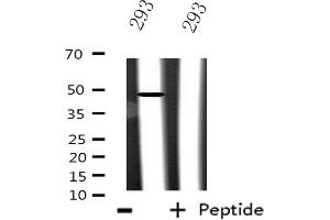 CSTF1 antibody  (N-Term)