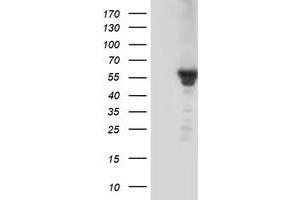 Western Blotting (WB) image for anti-Potassium Inwardly-Rectifying Channel, Subfamily J, Member 3 (KCNJ3) (AA 279-501) antibody (ABIN1491310) (KCNJ3 antibody  (AA 279-501))