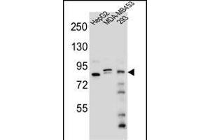 KI Antibody (Center) (ABIN654704 and ABIN2844396) western blot analysis in HepG2,MDA-M,293 cell line lysates (35 μg/lane). (KANSL3 antibody  (AA 398-427))