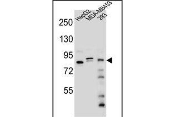 KANSL3 抗体  (AA 398-427)