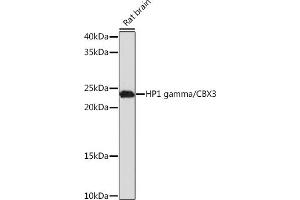 Western blot analysis of extracts of Rat brain, using HP1 gamma/CBX3 Rabbit mAb (ABIN1679484, ABIN3018775, ABIN3018776 and ABIN7101659) at 1:1000 dilution. (CBX3 antibody)