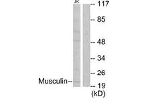 Western Blotting (WB) image for anti-Musculin (MSC) (AA 131-180) antibody (ABIN2889338) (Musculin antibody  (AA 131-180))