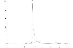 The purity of Human LGR-5 is greater than 95 % as determined by SEC-HPLC. (LGR5 Protein (AA 22-543) (Fc Tag))