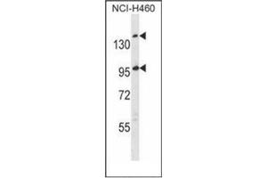 anti-Scavenger Receptor Cysteine Rich Domain Containing (5 Domains) (SSC5D) (AA 868-897), (Middle Region) antibody