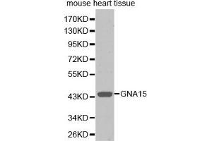 Western blot analysis of extracts of mouse heart, using GNA15 antibody (ABIN5971107). (GNA15 antibody)