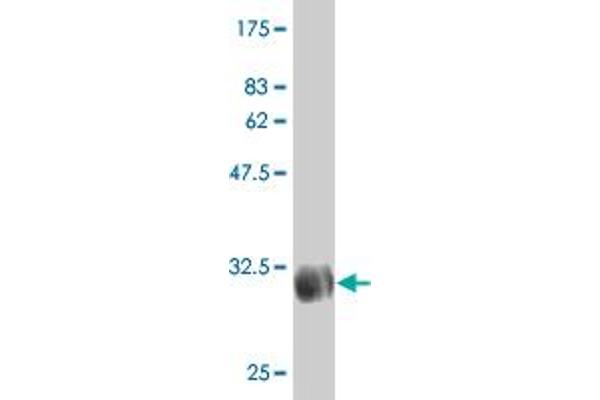 SLC46A2 antibody  (AA 227-282)