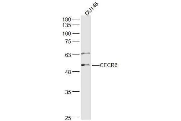 CECR6 抗体
