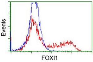 Image no. 2 for anti-Forkhead Box I1 (FOXI1) (AA 111-350) antibody (ABIN1490842) (FOXI1 antibody  (AA 111-350))