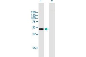 Western Blot analysis of TYW1 expression in transfected 293T cell line by TYW1 MaxPab polyclonal antibody. (TYW1 antibody  (AA 1-384))