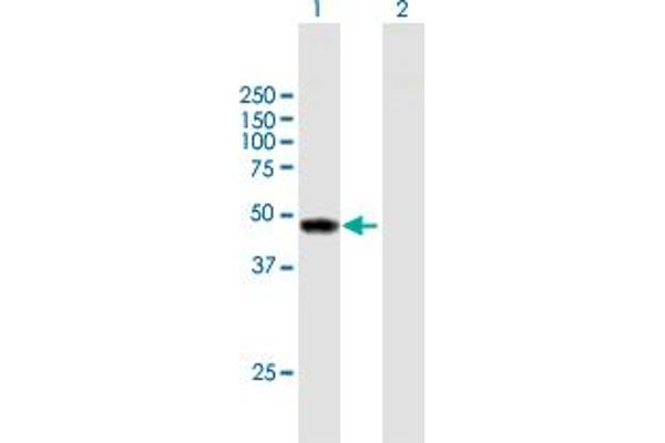 TYW1 anticorps  (AA 1-384)