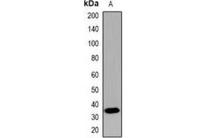 Western blot analysis of CDX2 expression in mouse brain (A) whole cell lysates. (CDX2 antibody)