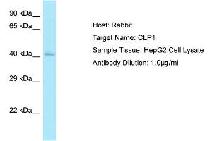 Host: RabbitTarget Name: CLP1Antibody Dilution: 1. (CLP1 antibody  (N-Term))