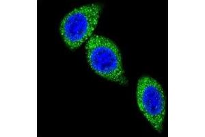 Confocal immunofluorescent analysis of ASS1 antibody with HeLa cells followed by Alexa Fluor 488-conjugated goat anti-rabbit lgG (green).