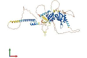 AlphaFold protein structure predicition of Human Recombinant BMAL1 Protein, UniprotID O00327