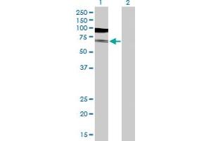 Western Blot analysis of TUBA1B expression in transfected 293T cell line by TUBA1B MaxPab polyclonal antibody. (TUBA1B antibody  (AA 1-451))