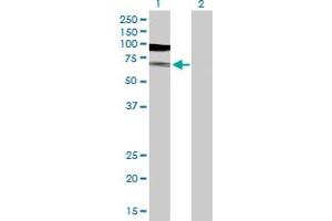 Western Blot analysis of TUBA1B expression in transfected 293T cell line by TUBA1B MaxPab polyclonal antibody.